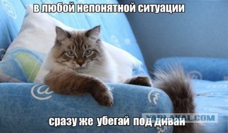 Коты, которых никто не понимает