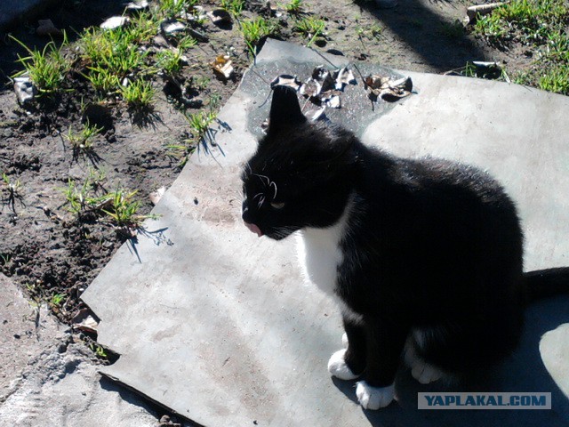 Котовторник 21.10.2014