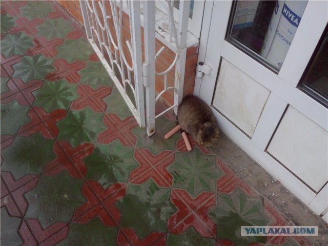 Иду домой, никого не трогаю