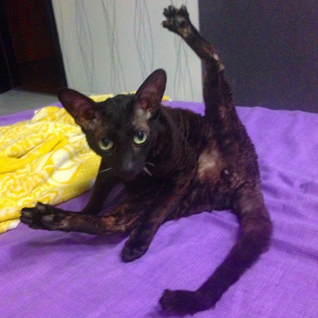 Котовторник 23.12.2014