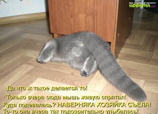 Зверский позитив