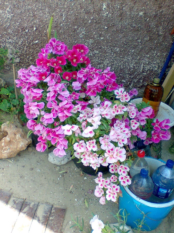 Чёрная петуния.