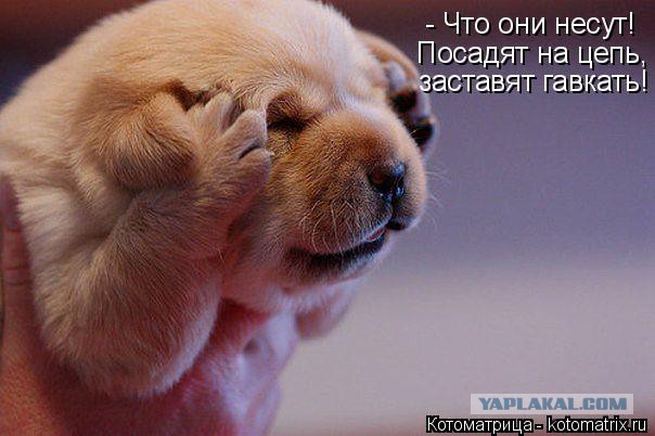 Собакочетверг 17.09.2015