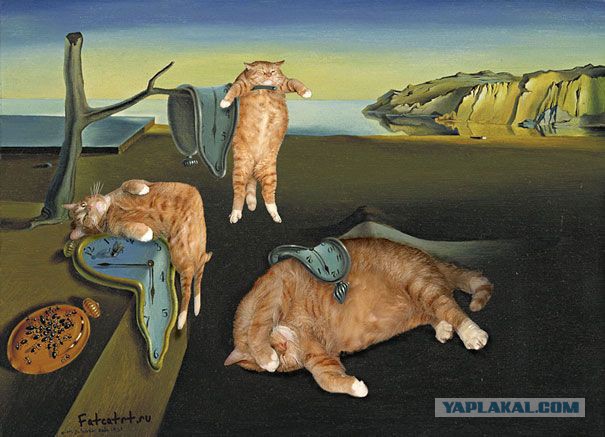 Кот сам знает, как ему удобно