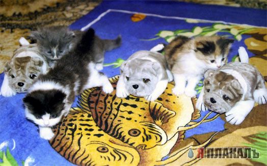 Позитивные кошаки на понедельник!