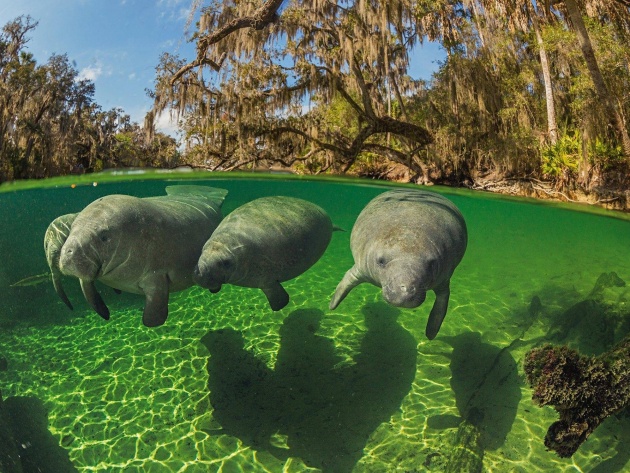 Картинки из сети (07.04.16)