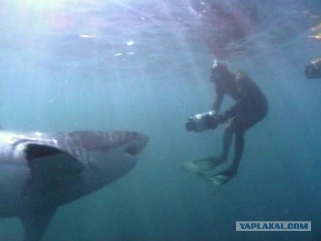 Подборка интересных и веселых фото