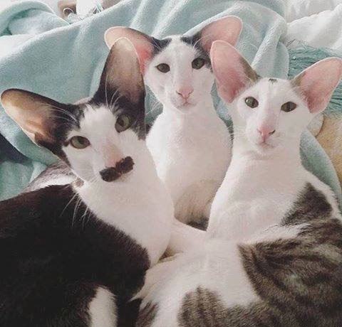 Прикольные животные
