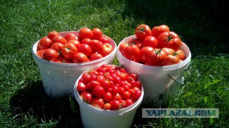 Дачники! Время промежуточных результатов! Хвастаемся