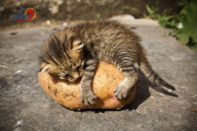 Коты из сети