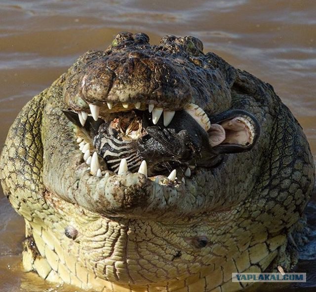 Эти разные, разные, разные животные...-1