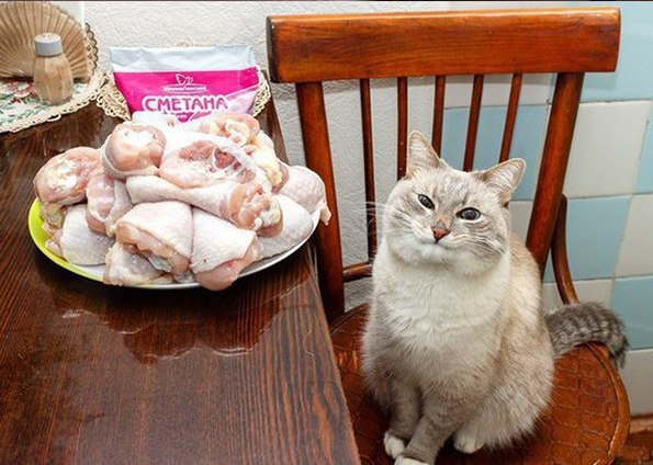 Коты и Кошки