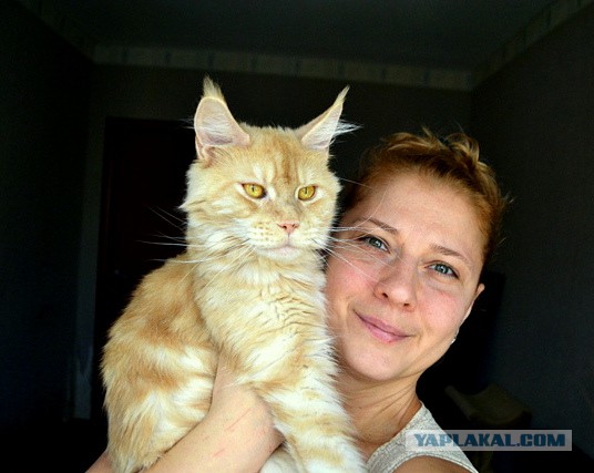 Джокер и его семья