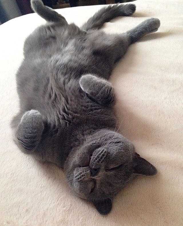 Коты и Кошки