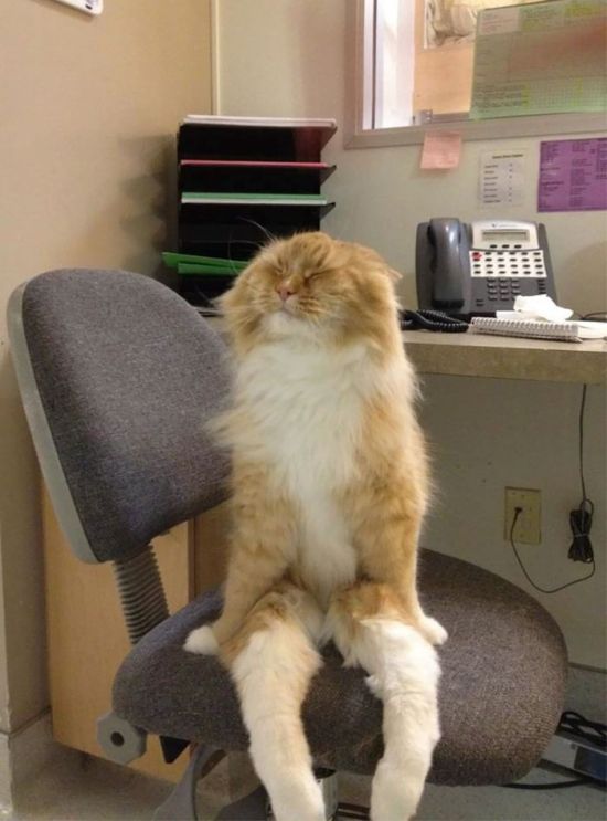 Коты и Кошки