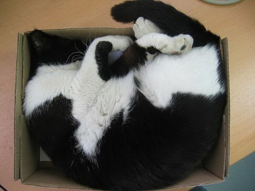 Коты и Кошки