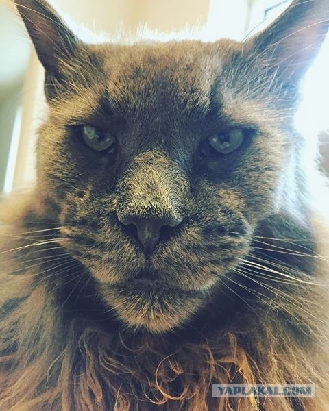 Котовторник  14.11.2017