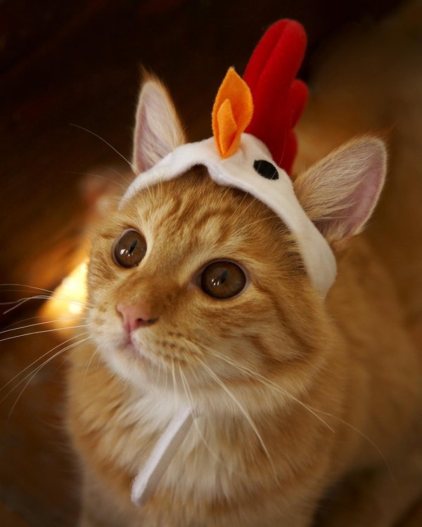 Коты и Кошки