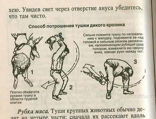 Заяц замёрз в заборе