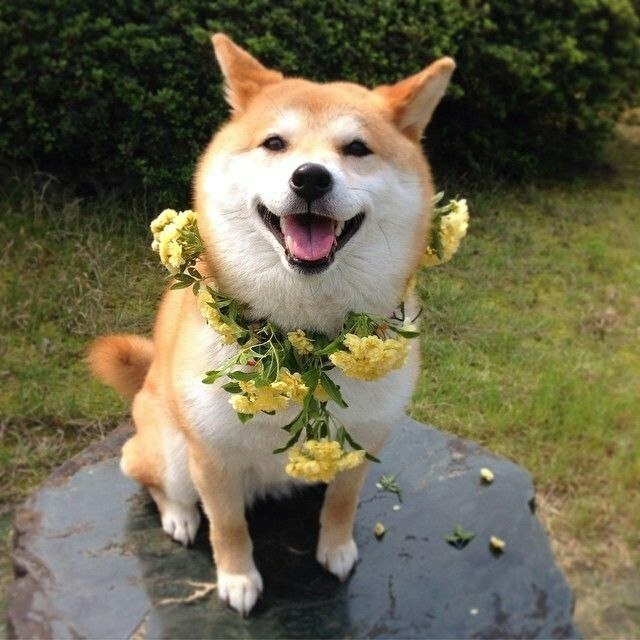 Живность из сети
