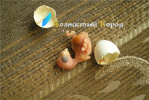 Сколько вынашивают яйца. Неоплодотворенные яйца волнистых попугаев. Яйца попугая. Оплодотворенное яйцо попугая. Волнистые попугаи откладывают яйца.