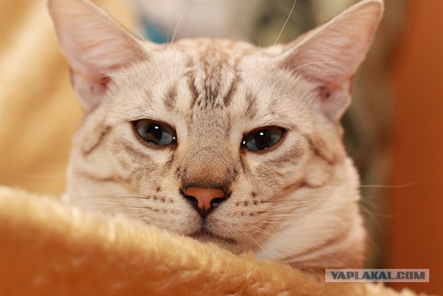 Котовторник (07.02.2012)