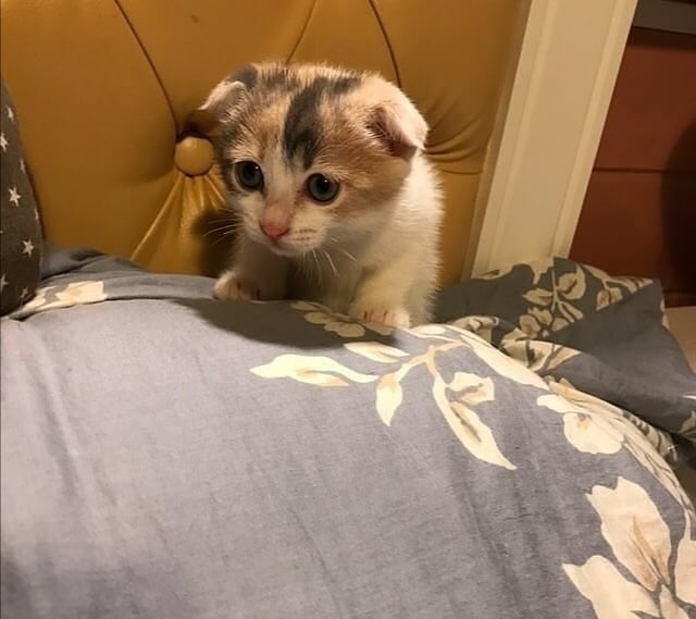 Забавные фото котеек
