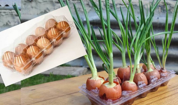 человек держит в руках пачку яиц и зеленый лук