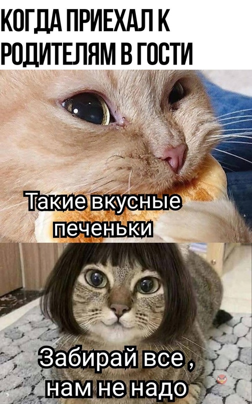 Весёлый полтишок 01.11.23