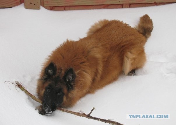 Человек и собака