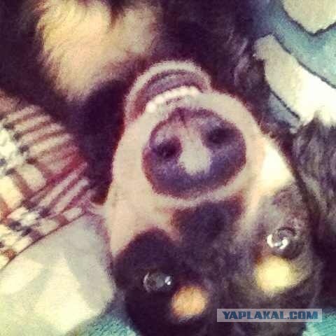 10 самых агрессивных пород собак