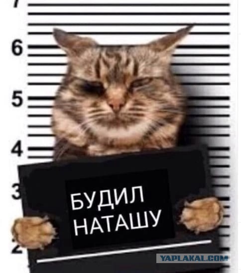 Веселые картинки в понедельник (18.08)