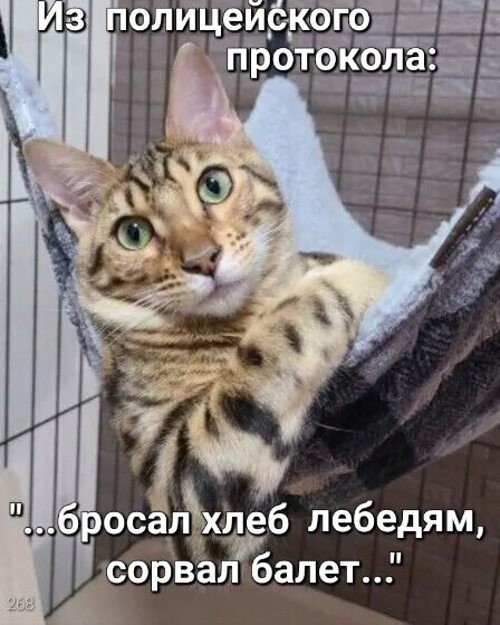 Картинки для деградации 303 (разной степени свежести)
