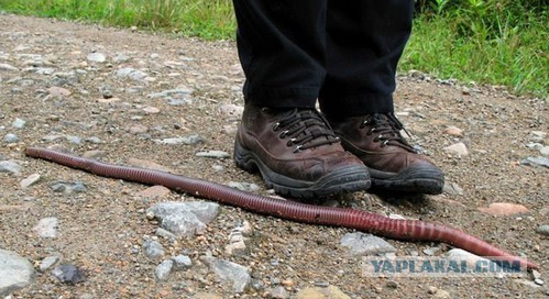 Прикупили огурчиков на салатик