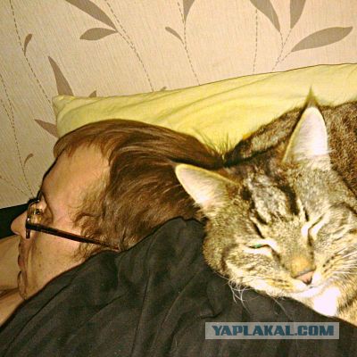 Котовторник 01.04.2014