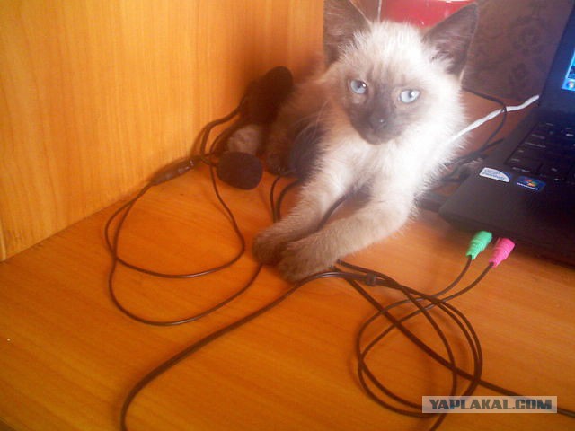 Тайские кошки