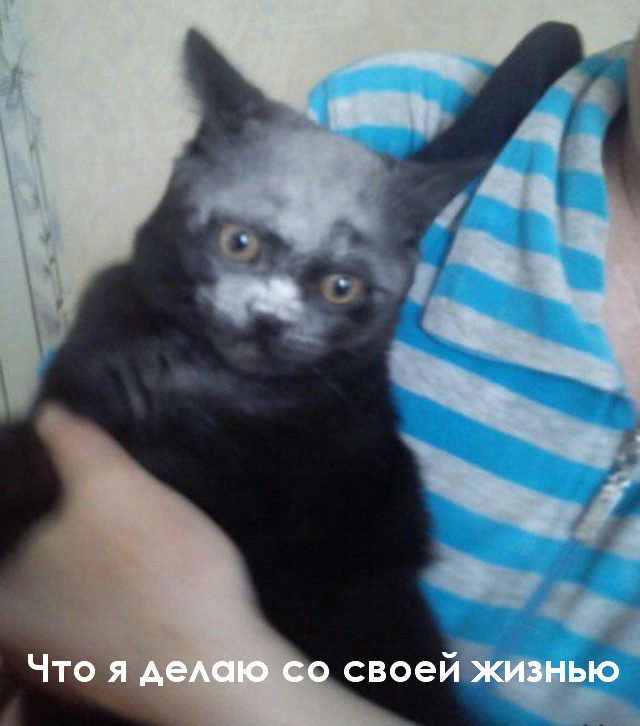 Маленький, лохматый шкода первый раз увидел муку