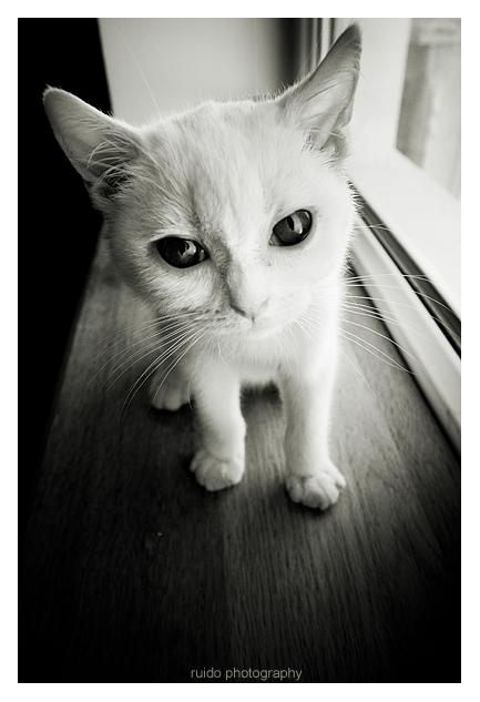 Коты, кошки, котята