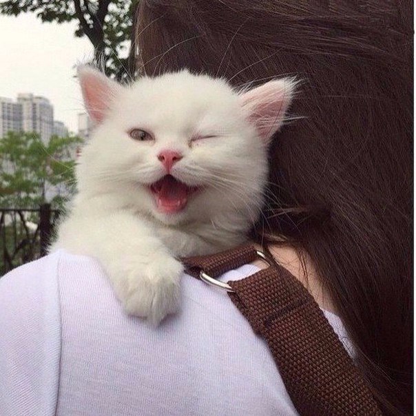 Божьи твари