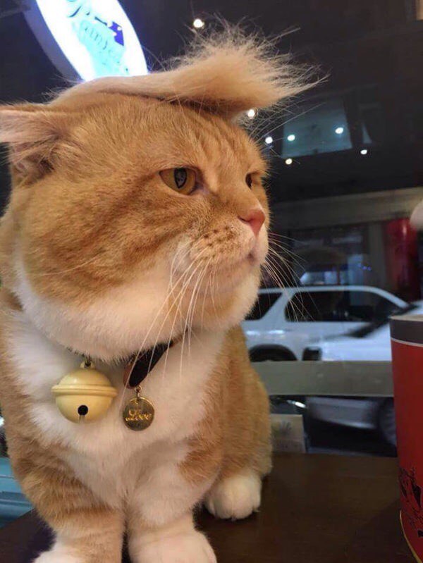 Коты и Кошки