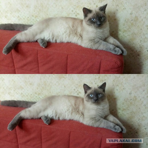 Получила я кота на сдачу...