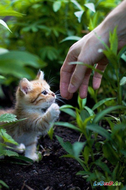 Прикольных котов пост