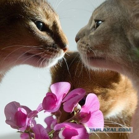 It's Catursday Fever! (Котовторник)