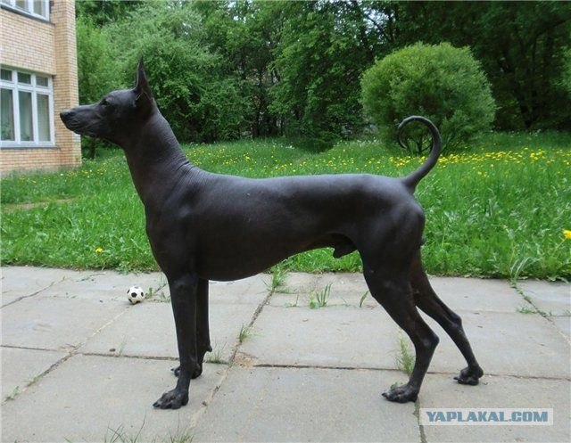 Сфинксики...