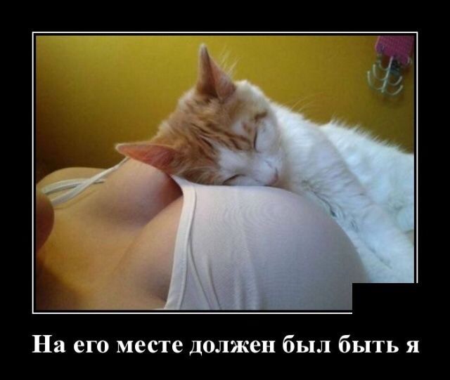 Картинки с надписями и коты, много котов