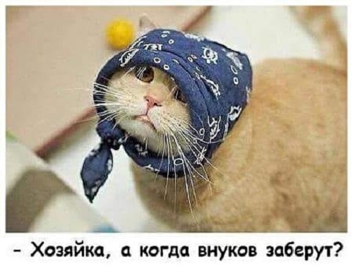 Картинки с котами и про котов