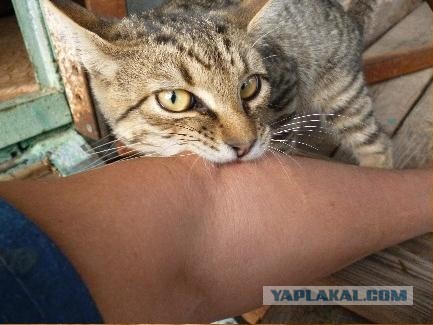 Забавные фото котеек