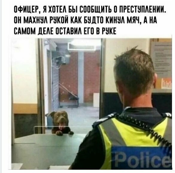 "Купил коту игрушку" и другие картинки