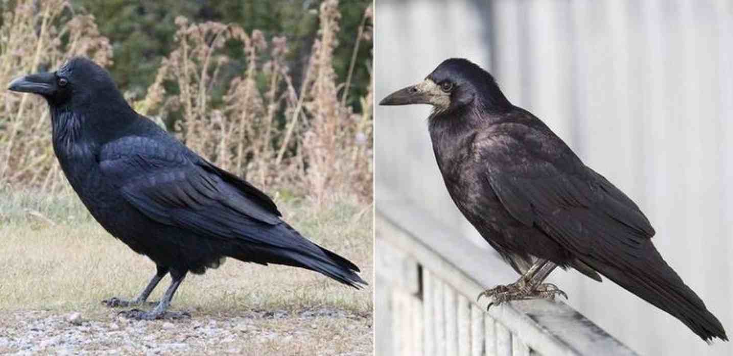 Ворон и ворона отличие фото
