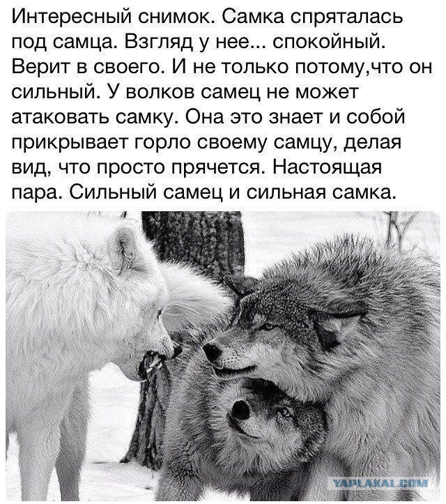 Ласка творит чудеса